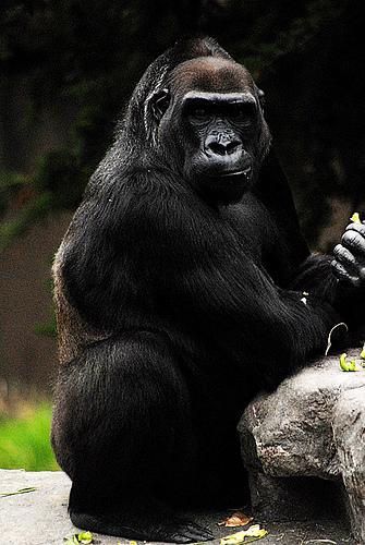  Vous avez dit éponge à émotions? photo cheval