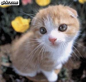 myspace image at Gickr