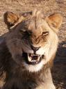 Lionne qui montre les dents