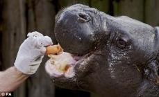 hippopotame marionnette Madagascar gros plan