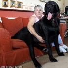 le plus grand chien d'Angleterre