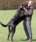 Samson, le plus grand chien d'Angleterre