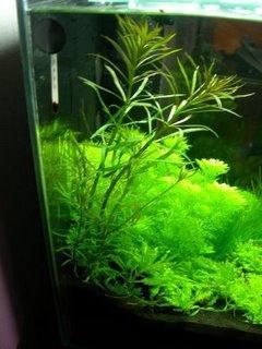 Mon mini jardin aquatique pousse a vue d'oeil