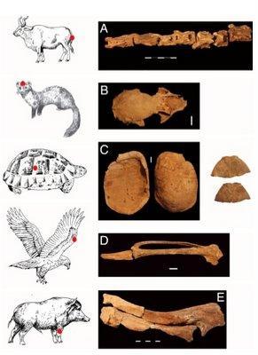 Le squelette d'une chaman découvert avec 50 tortues en Galilée