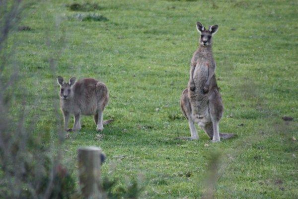 Great Ocean Road (1)