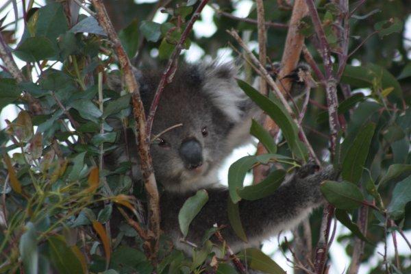 Great Ocean Road (1)