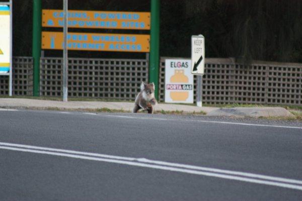 Great Ocean Road (1)