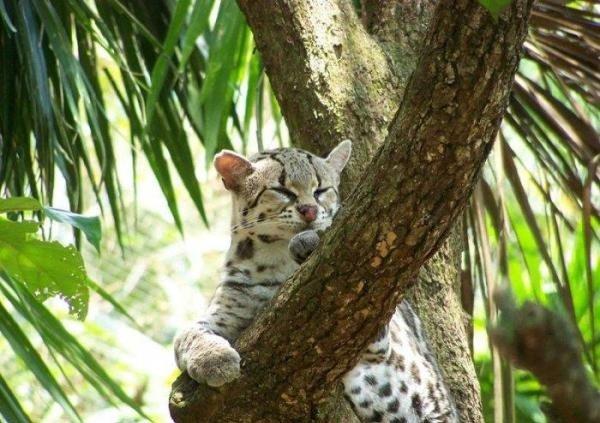 Margay