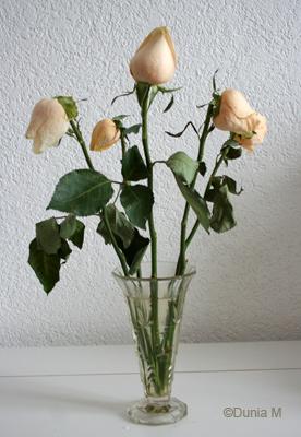 221108roses.1227343769.jpg