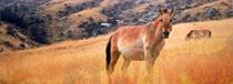 Article cheval Przewalski