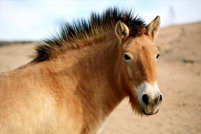 Article : Le cheval de Przewalski