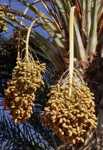 dates_on_date_palm