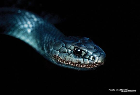 serpent1.jpg