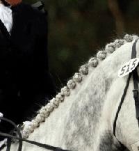 buttonbraids Les tresses photo cheval