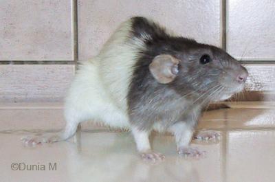 Rat de 19 mois avec pneumonie