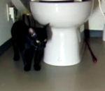 chat essaie d'attraper laisse