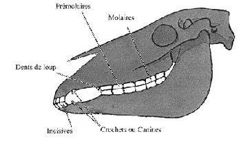 dents Les soins dentaires photo cheval