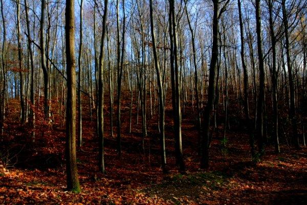 Promenons-nous dans les bois
