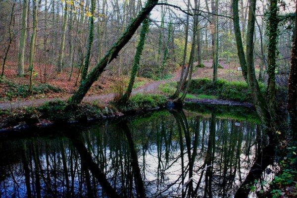 Promenons-nous dans les bois