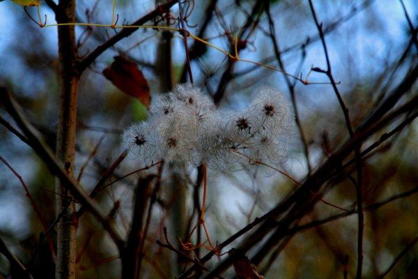 Promenons-nous dans les bois