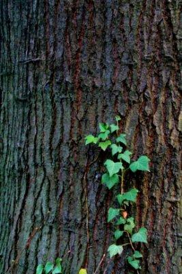 Promenons-nous dans les bois