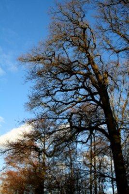 Promenons-nous dans les bois
