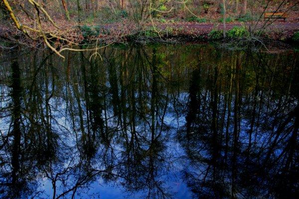 Promenons-nous dans les bois