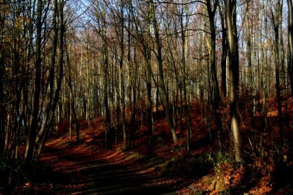 Promenons-nous dans les bois