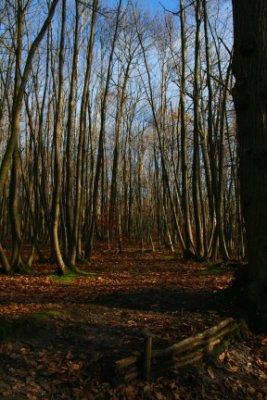 Promenons-nous dans les bois
