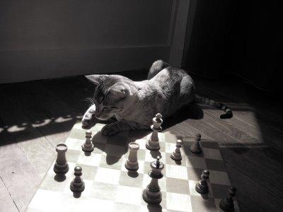 Shogi, le chat de Chess & Strategy