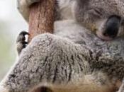 téléphones portables utilisés pour écouter koalas