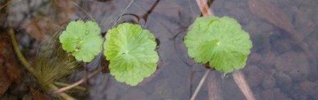 Ecuelle_eau_hydrocotyle.jpg Ecuelle_eau_hydrocotyle.jpg