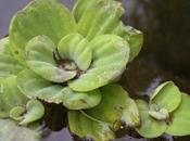 Identifier plantes flottantes