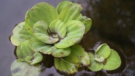 pistia_statiotes_laitue_eau.jpg pistia_statiotes_laitue_eau.jpg