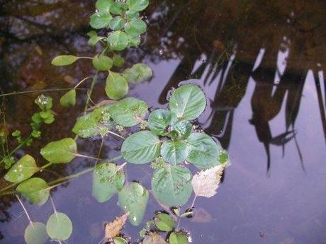 A_identifier.jpg A_identifier.jpg