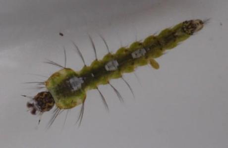 larve anophèle Larve d'anophèle