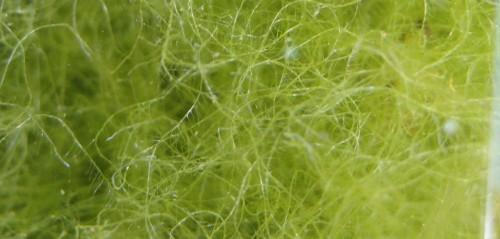 Gros plant sur les filaments des algues filamenteuses