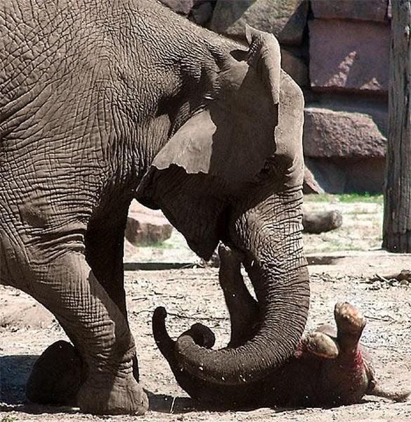 Un éléphant en colère