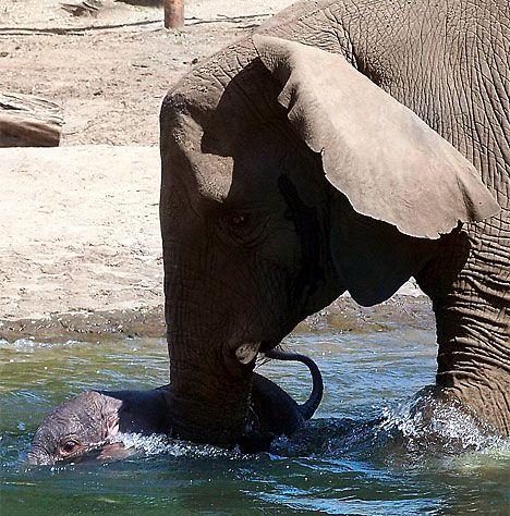 Un éléphant en colère