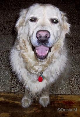 Ma chienne Golden retriever