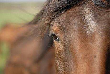  Lextérieur par tous les temps photo cheval
