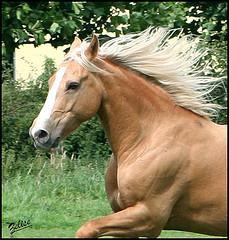 2953798721 364be5ee68 m Mon cheval serait il télépathe? photo cheval