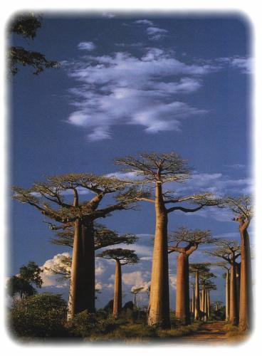allee-des-baobabs.1227563050.jpg