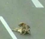vidéo chien blessé accident voiture