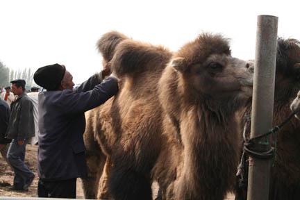 Balades dans Kashgar : le marché aux bestiaux