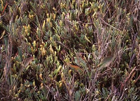 La salicorne , cible du green business