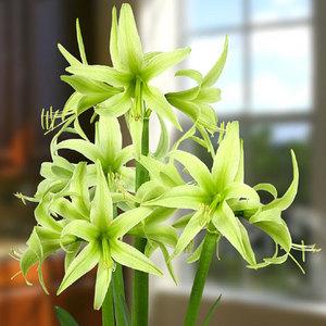 Amaryllis Evergreen, fleurs vert pomme