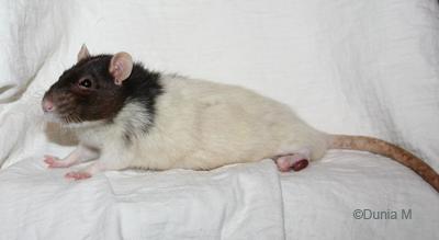 Vieux rat mâle castré de 29 mois