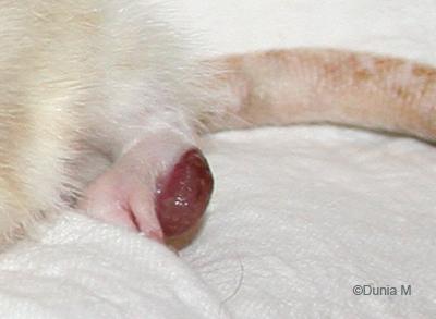 Patte de vieux rat mâle avec pododermatite