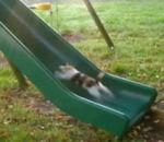vidéo chaton surplace toboggan